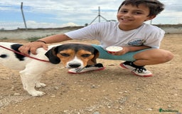 Beagle dogs for adoption: Cooper is in Hampshire & waiting for his family  - Advert 8