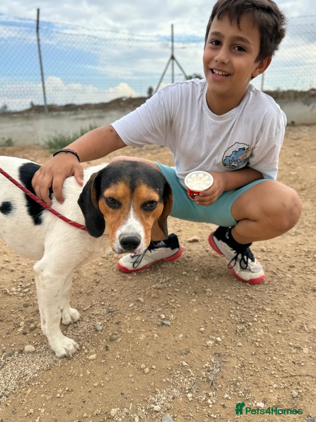 Beagle dogs for adoption: Cooper is in Hampshire & waiting for his family  - Advert 8