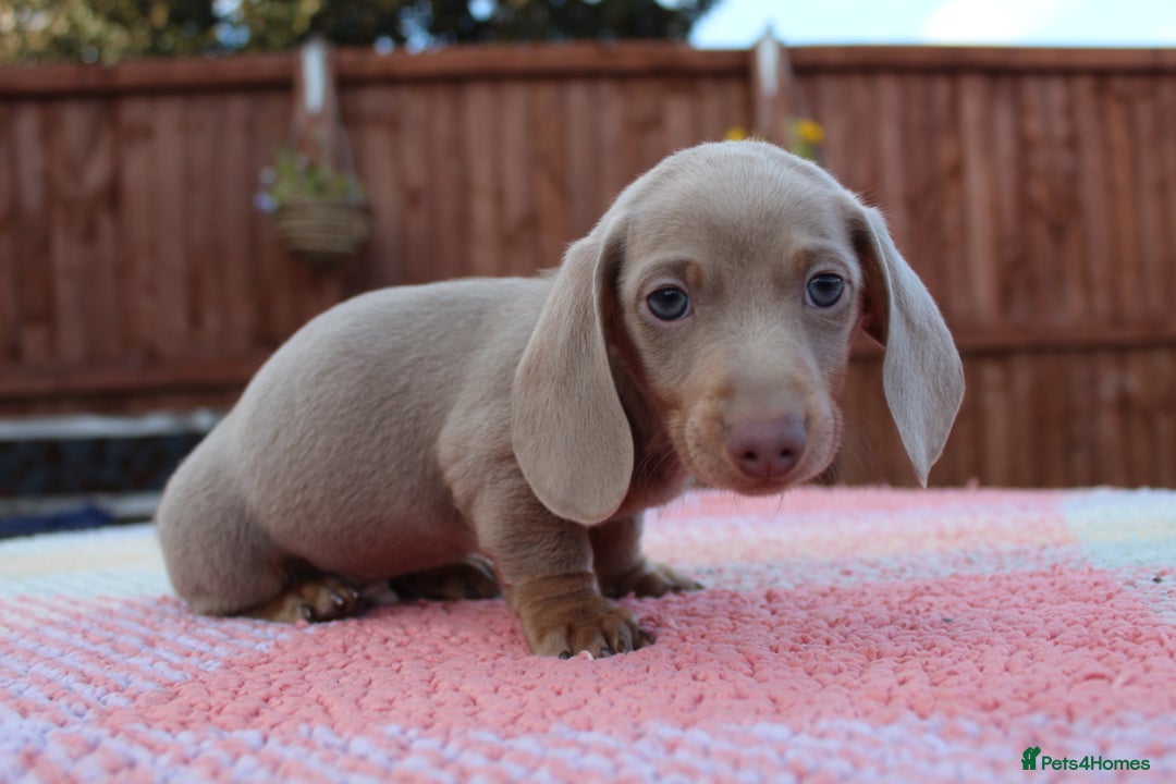 Miniature Dachshund dogs for sale: Miniature Dachshund puppies  - Image 9