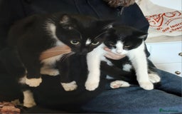Mixed Breed cats for sale: 18 week old female kittens  - Image 6