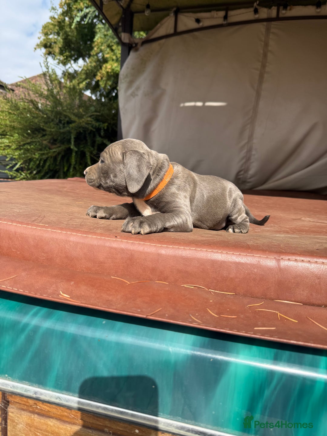 Staffordshire Bull Terrier dogs for sale: Blue Staffordshire puppies  - Image 10