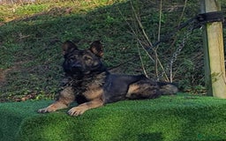 German Shepherd dogs for sale: Superb KC Reg’d German Shepherd - Image 11