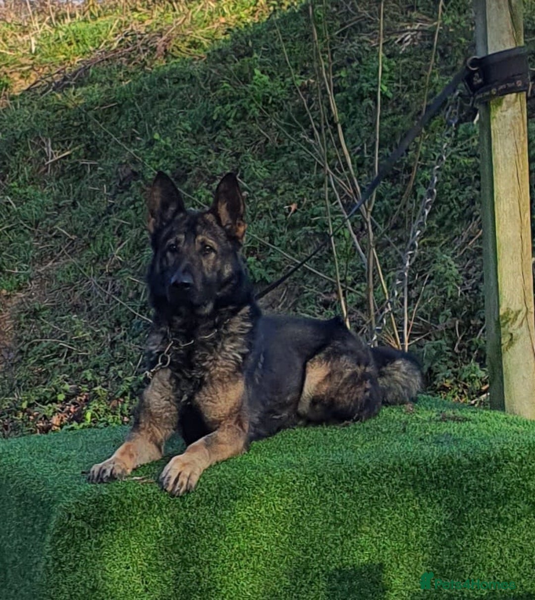 German Shepherd dogs for sale: Superb KC Reg’d German Shepherd - Image 11