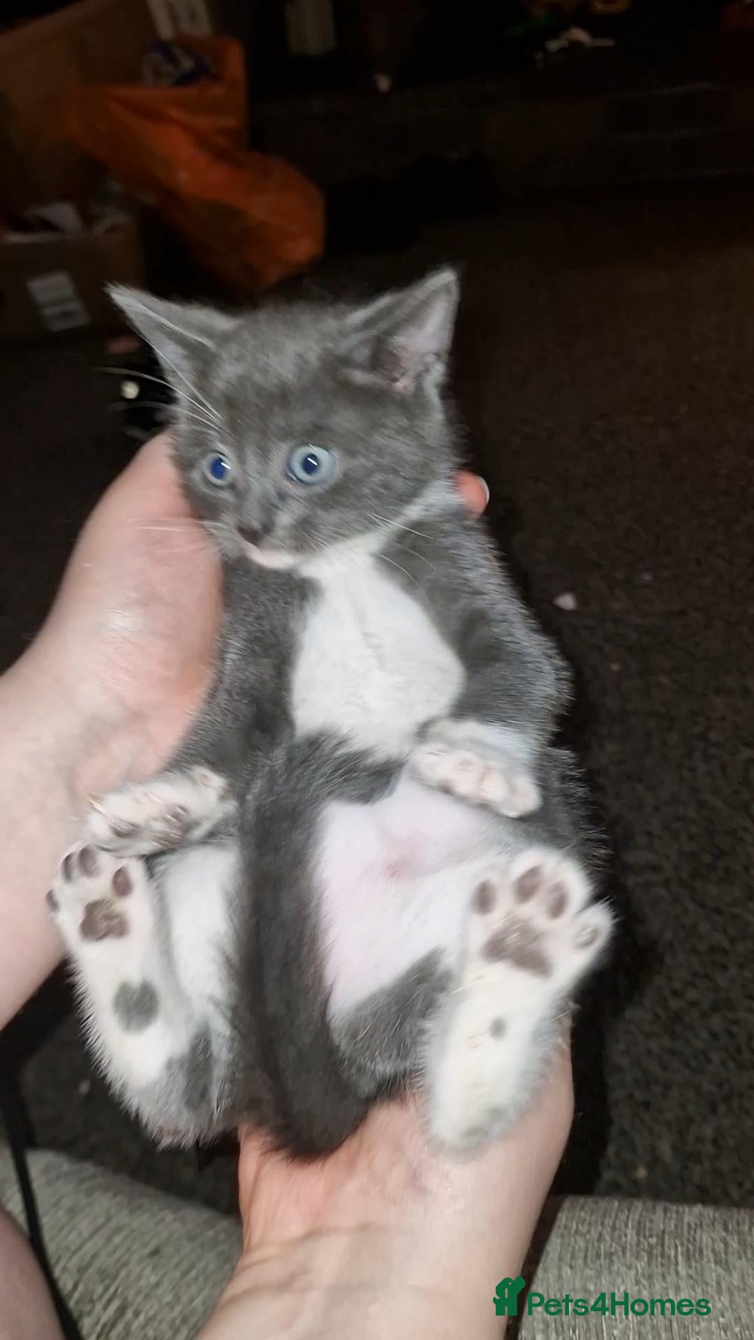 Mixed Breed cats 🐾 Gorgeous Mixed-Breed Kittens Ready Soon 🐾 - Advert 1