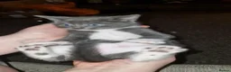 Mixed Breed cats for sale: 🐾 Gorgeous Mixed-Breed Kittens Ready Soon 🐾 - Advert 2
