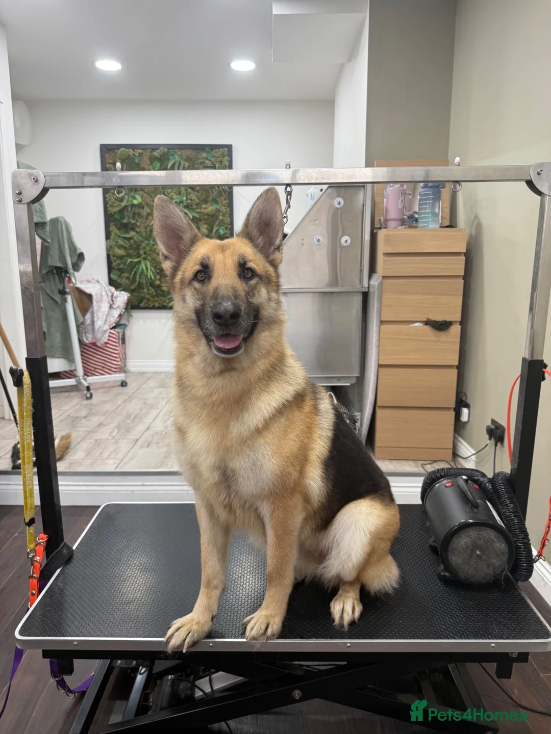 German Shepherd dogs for sale: Rehome Nala - Advert 1