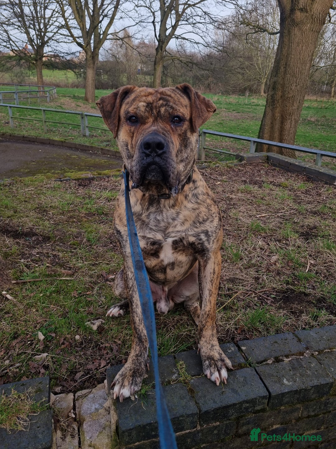 Presa Canario dogs for stud: Gwauro - Pressa X Dutch Herder - Image 5