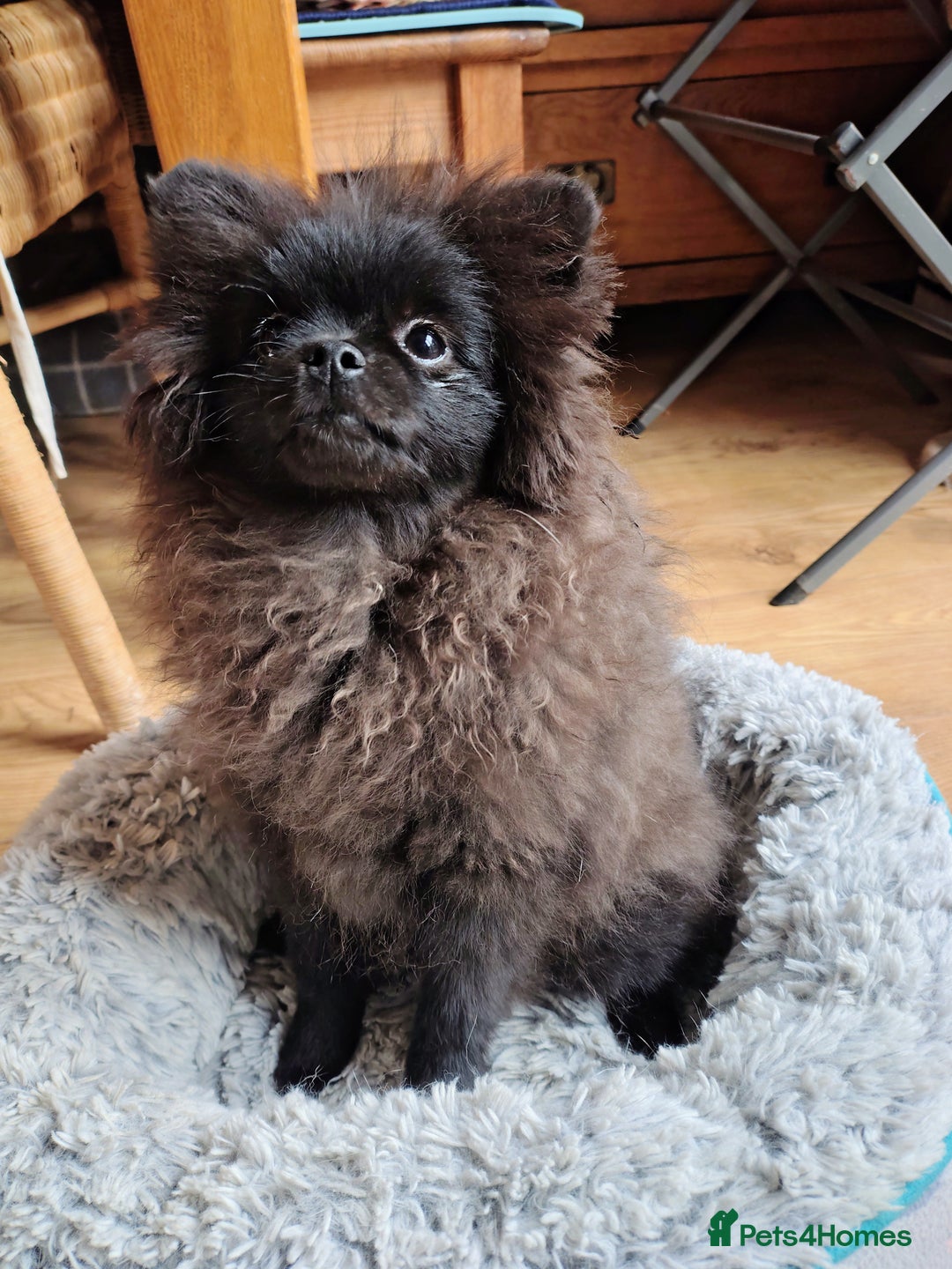 Pomeranian dogs for sale: Pom puppys with Kc reg , pedigree for sale - Image 5