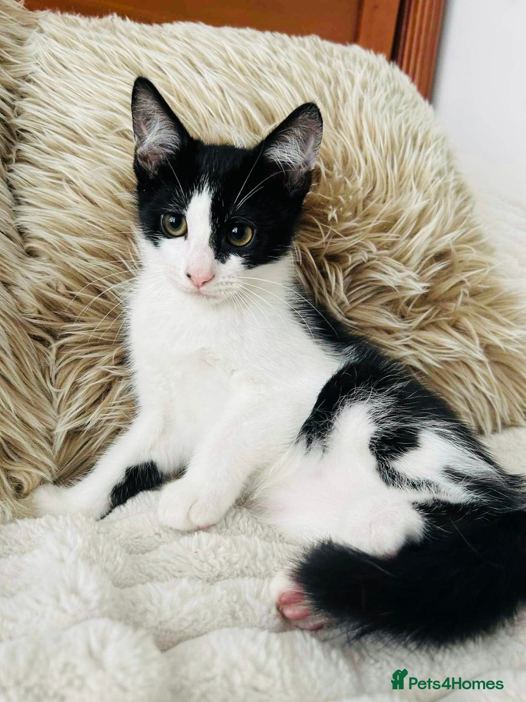 Mixed Breed cats for sale: Beautiful Kittens For Sale  - Image 8