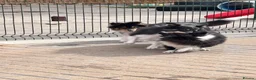 Shetland Sheepdog dogs for sale: Beautiful black bi girl  - Advert 6