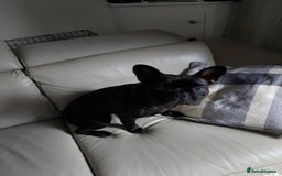 French Bulldog dogs for sale: Brindle girl french bulldog - Image 1