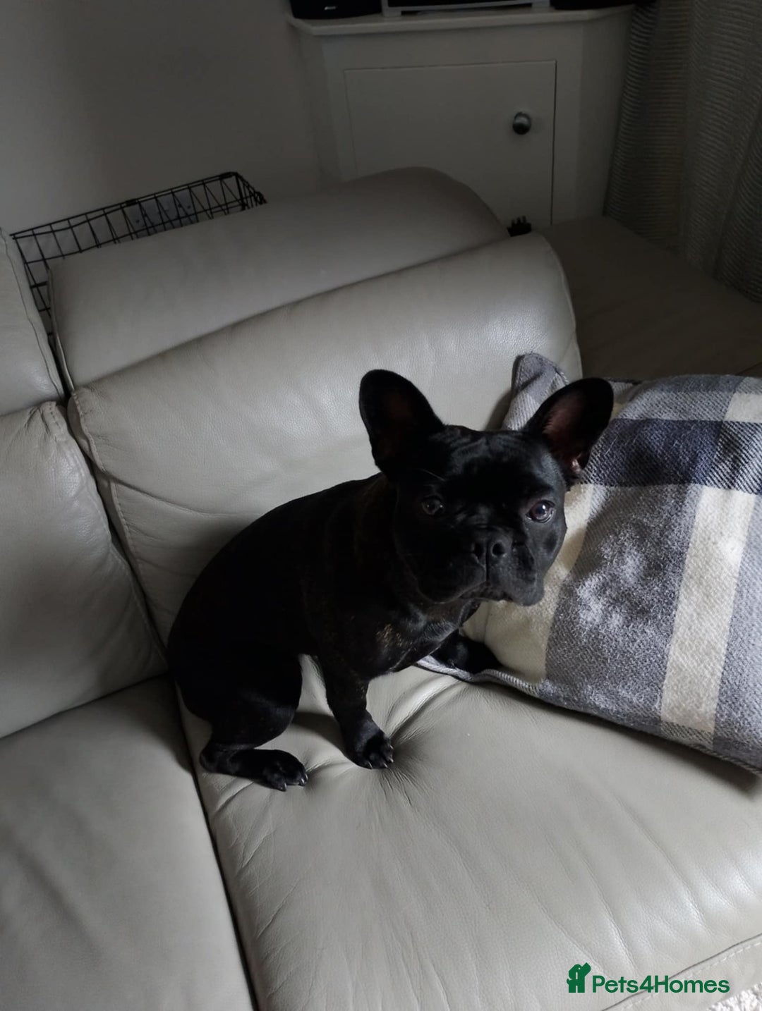 French Bulldog dogs for sale: Brindle girl french bulldog - Image 1