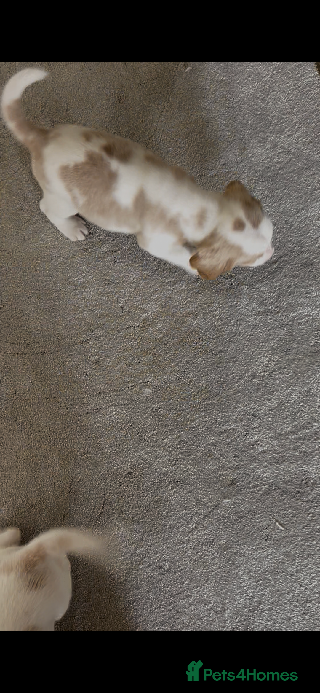 Beagle dogs for sale: Davicard/duffosee beagles - Image 11