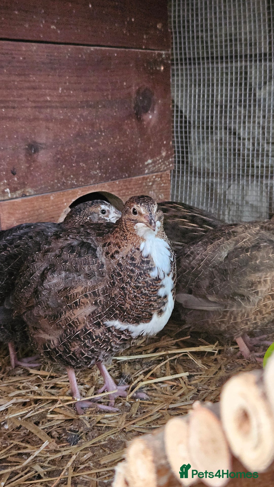 Mixed Breed birds for sale: Coturnix Quail – POL Hens -Various colours  - Advert 6