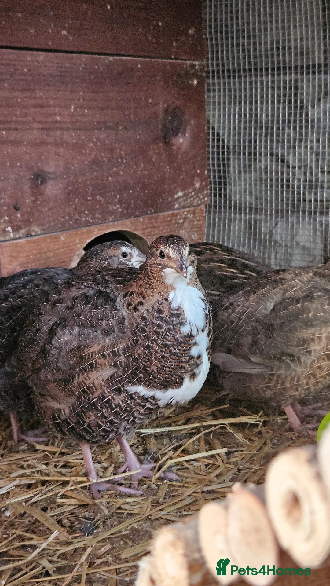 Mixed Breed birds for sale: Coturnix Quail – POL Hens -Various colours  - Advert 6