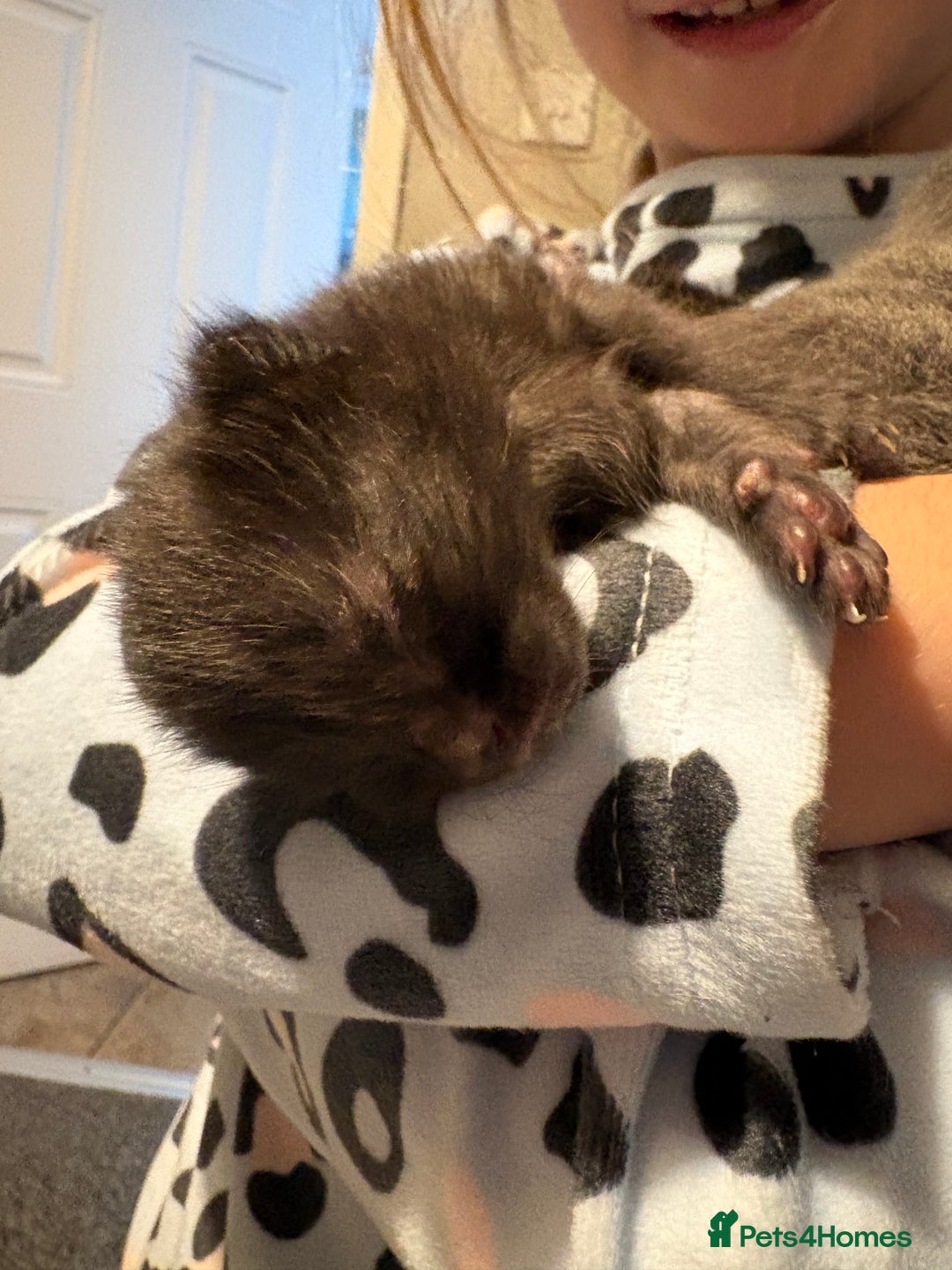 Mixed Breed cats for sale: 3 mixed kittens - Advert 4