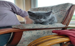 British Shorthair cats for sale: British Short haired kittens - Image 5