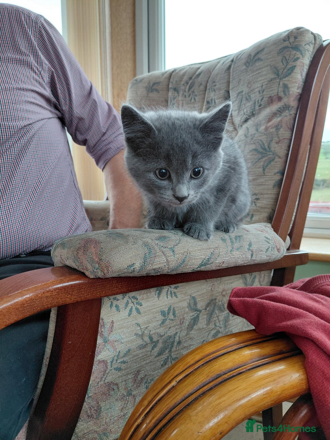 British Shorthair cats for sale: British Short haired kittens - Image 5