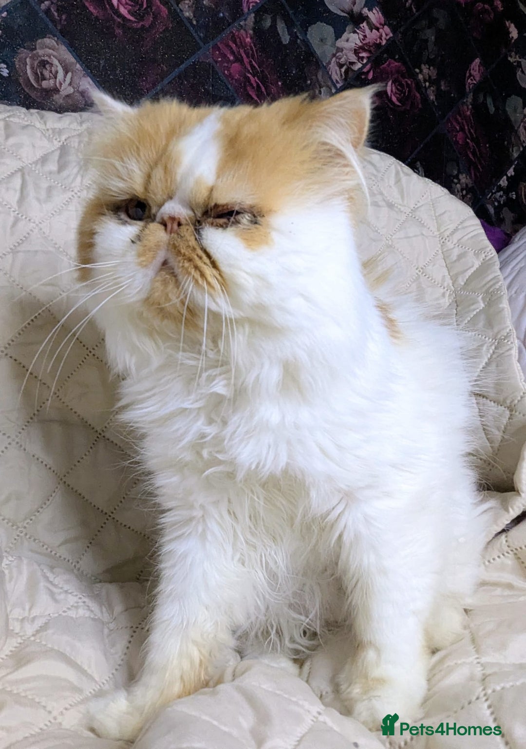 Persian cats for sale: Persian kittens  - Image 9