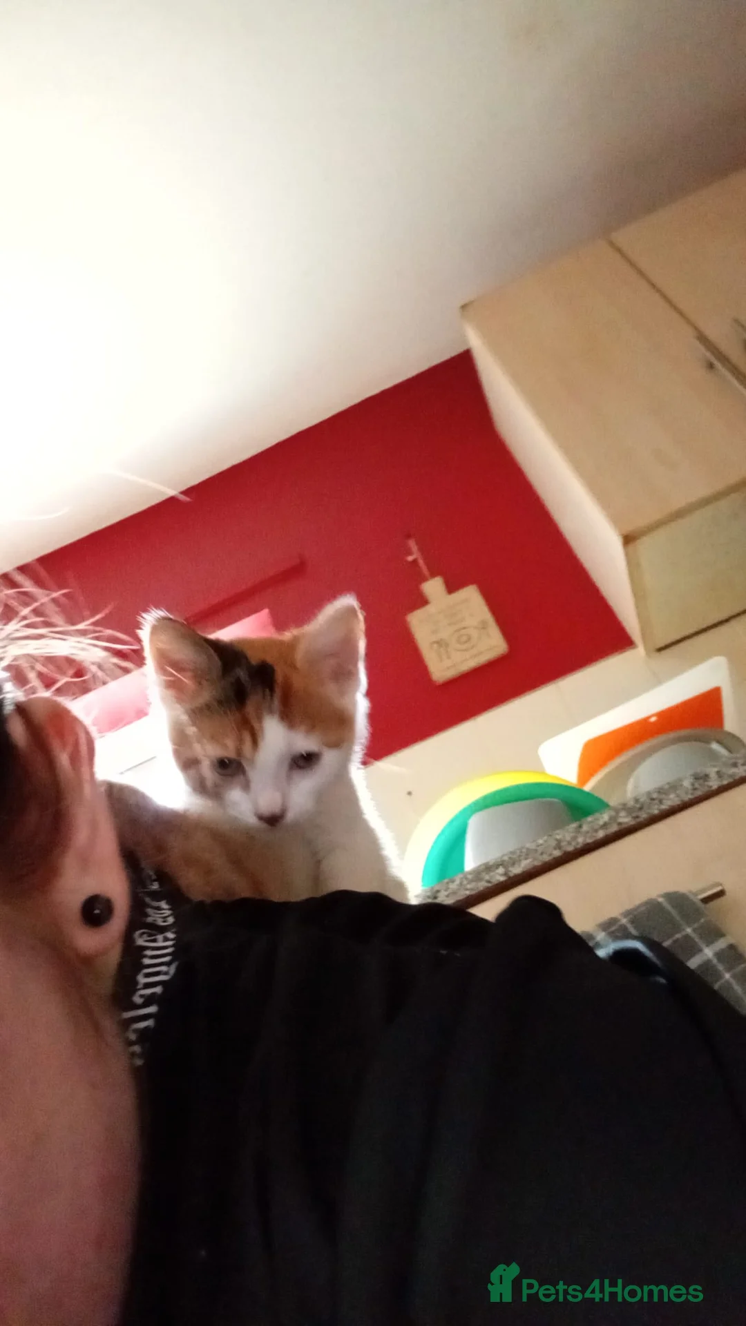 Mixed Breed cats for sale: 2 kittens  - Advert 1