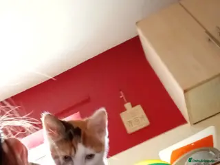 Mixed Breed cats 2 kittens - Advert 2