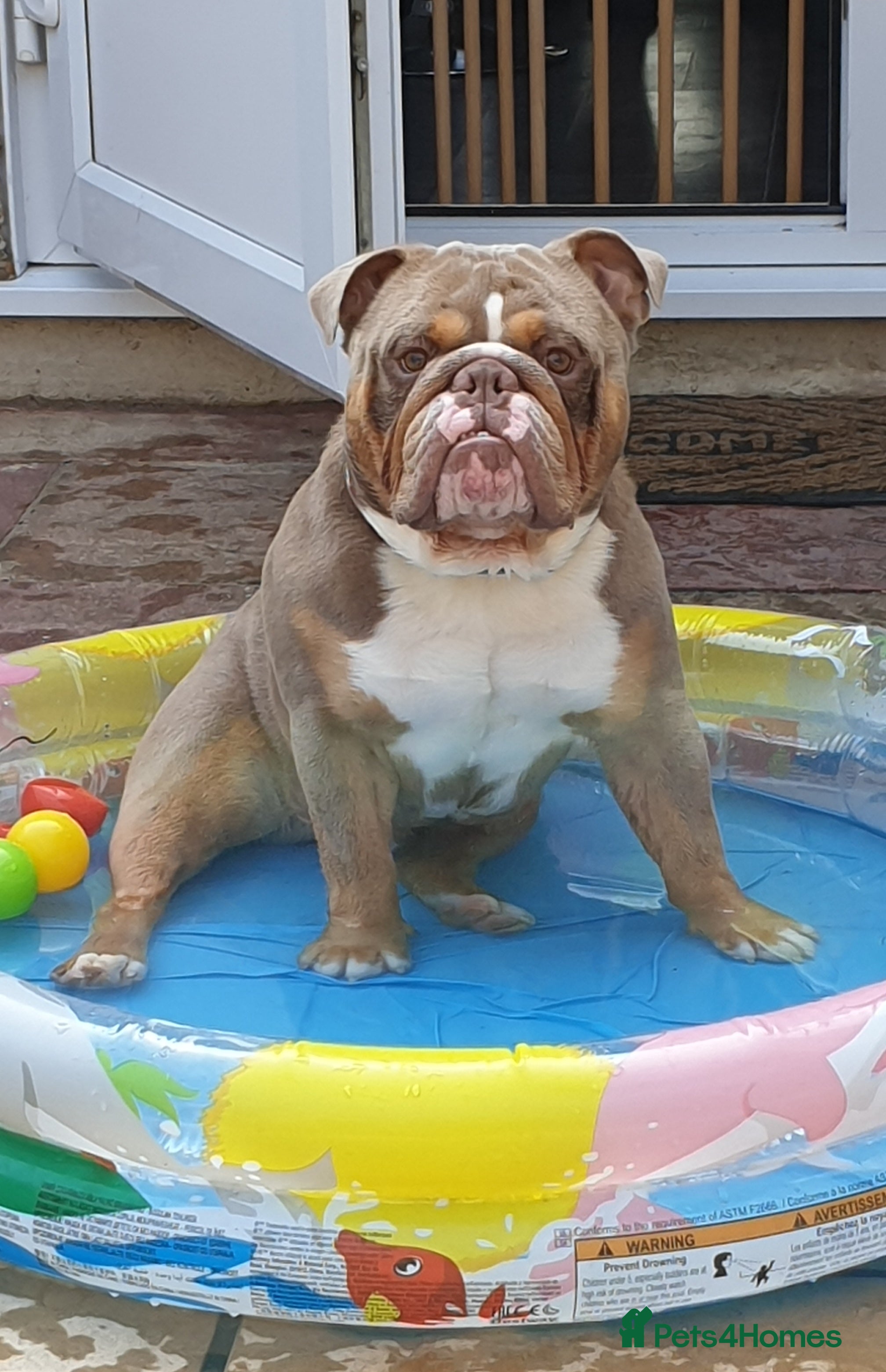 Old Tyme Bulldog dogs English Bulldog Stud. Lilac Tri. in Romford - Advert 2