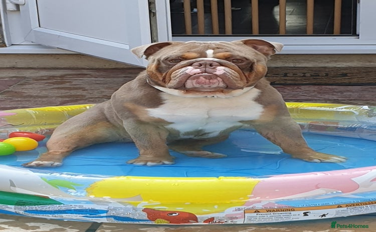 Old Tyme Bulldog dogs in Romford - Advert 3