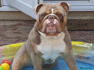 Old Tyme Bulldog dogs in Romford - Advert 5