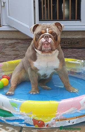 Old Tyme Bulldog dogs English Bulldog Stud. Lilac Tri. in Romford - Advert 2