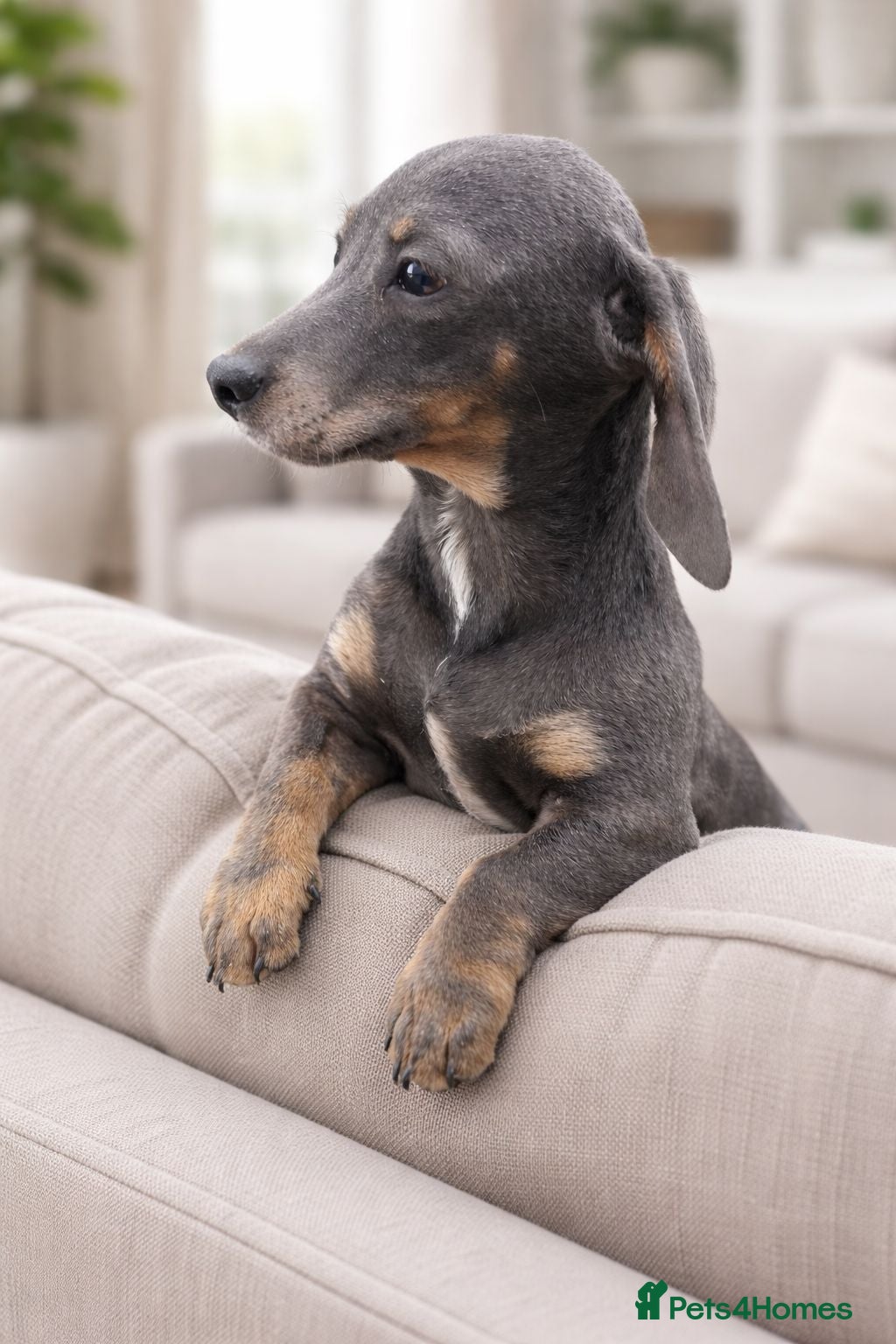 Miniature Dachshund dogs Miniature dachshunds 1 pup remaining kc registered - Advert 8