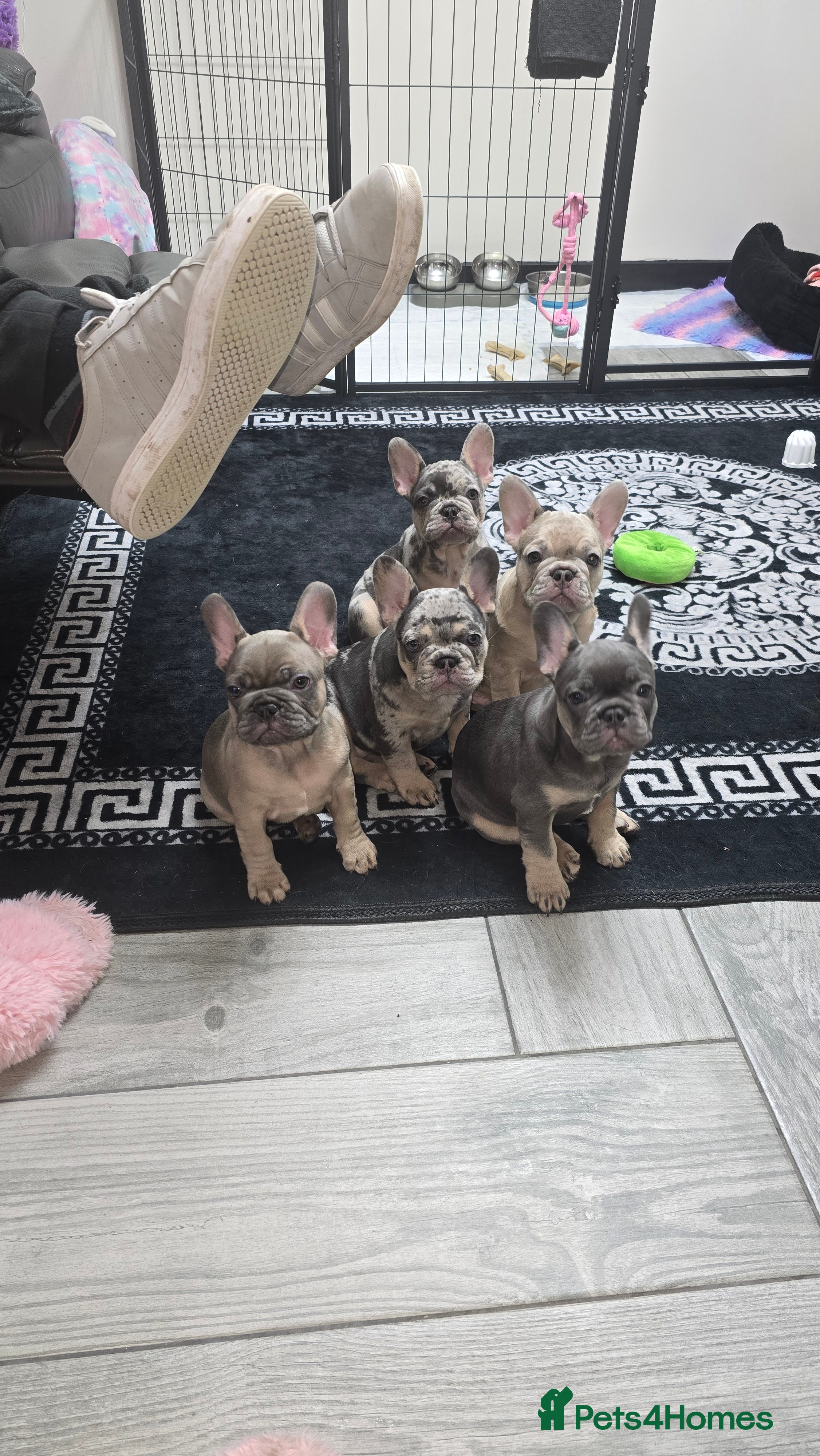 French Bulldog dogs Stunning french bulldog puppies ( ready now )  - Advert 13