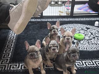 French Bulldog dogs Stunning french bulldog puppies ( ready now ) - Advert 13