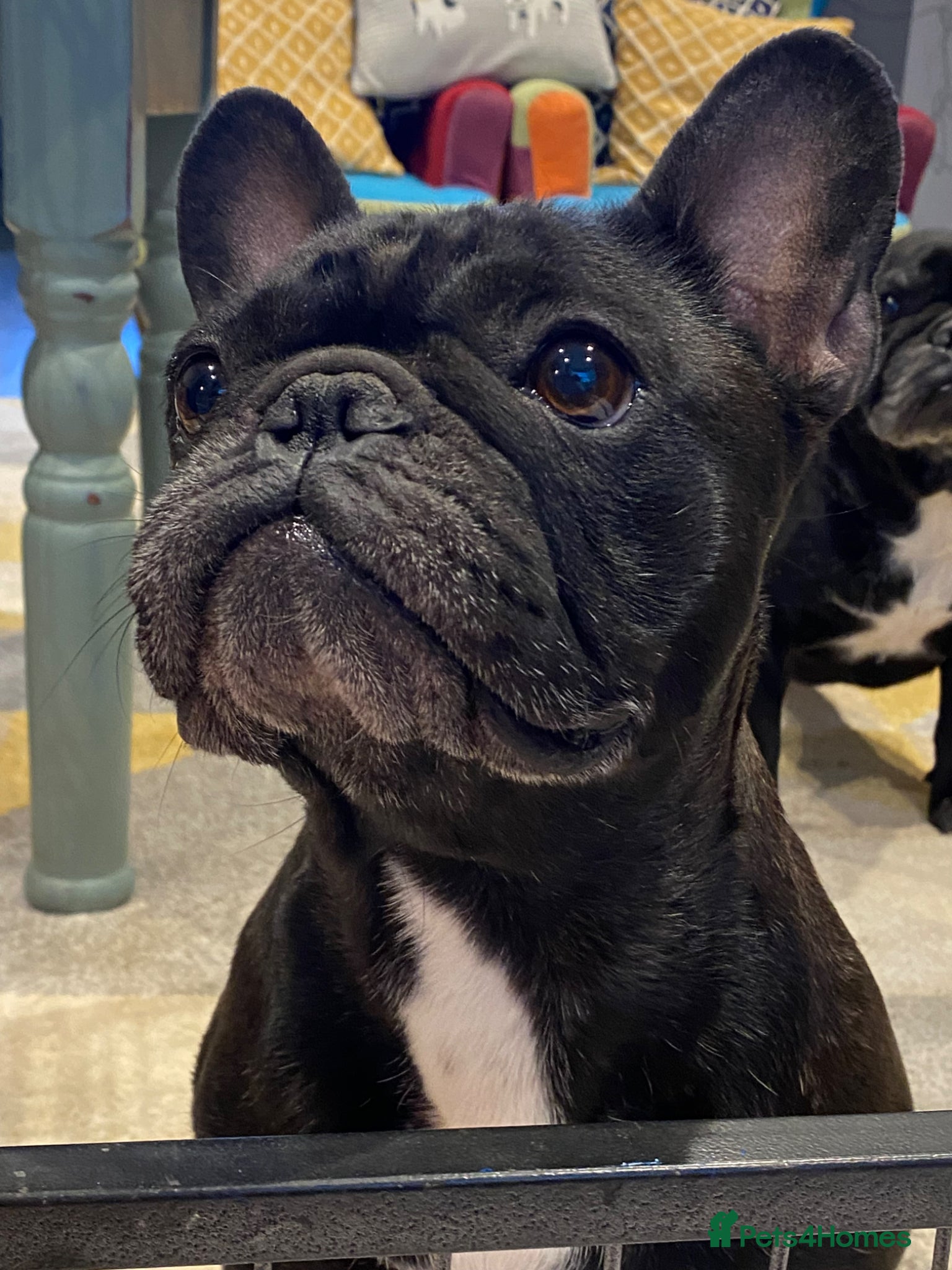 French Bulldog dogs Quality puppies reared by experienced breeders. - Advert 1