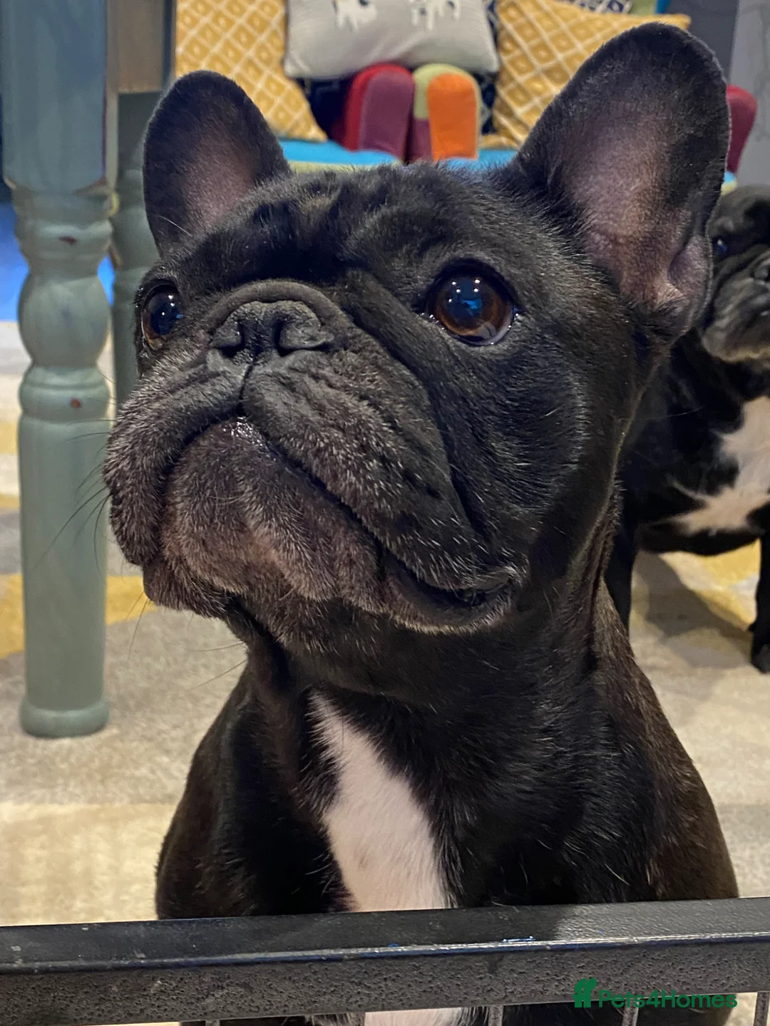 French Bulldog dogs for sale: Quality puppies reared by experienced breeders. in Leominster - Advert 1