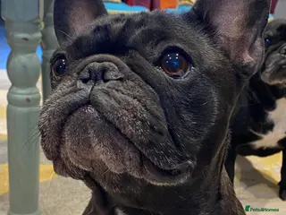 French Bulldog dogs Quality puppies reared by experienced breeders. - Advert 3