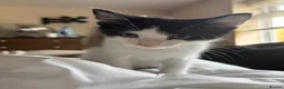 Domestic Shorthair cats for adoption: Affectionate Kittens - Adopt Cats in Crisis ELdn - Advert 5