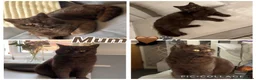 British Shorthair cats for sale: LAST RARE CHOCOLATE BSH MALE! 🍫 READY TO LEAVE 🏠 - Advert 10