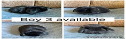 Mini Lop rabbits for sale: 3 beautiful baby mini lops ready for reserve  - Advert 3