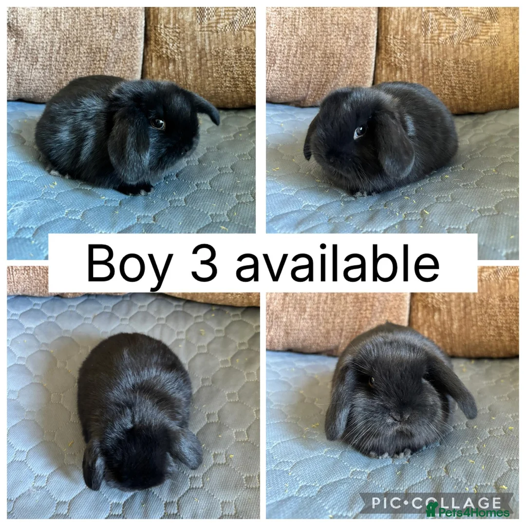 Mini Lop rabbits for sale: 3 beautiful baby mini lops ready for reserve  - Advert 3