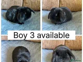 Mini Lop rabbits 1 beautiful baby mini lop ready to reserve - Advert 1