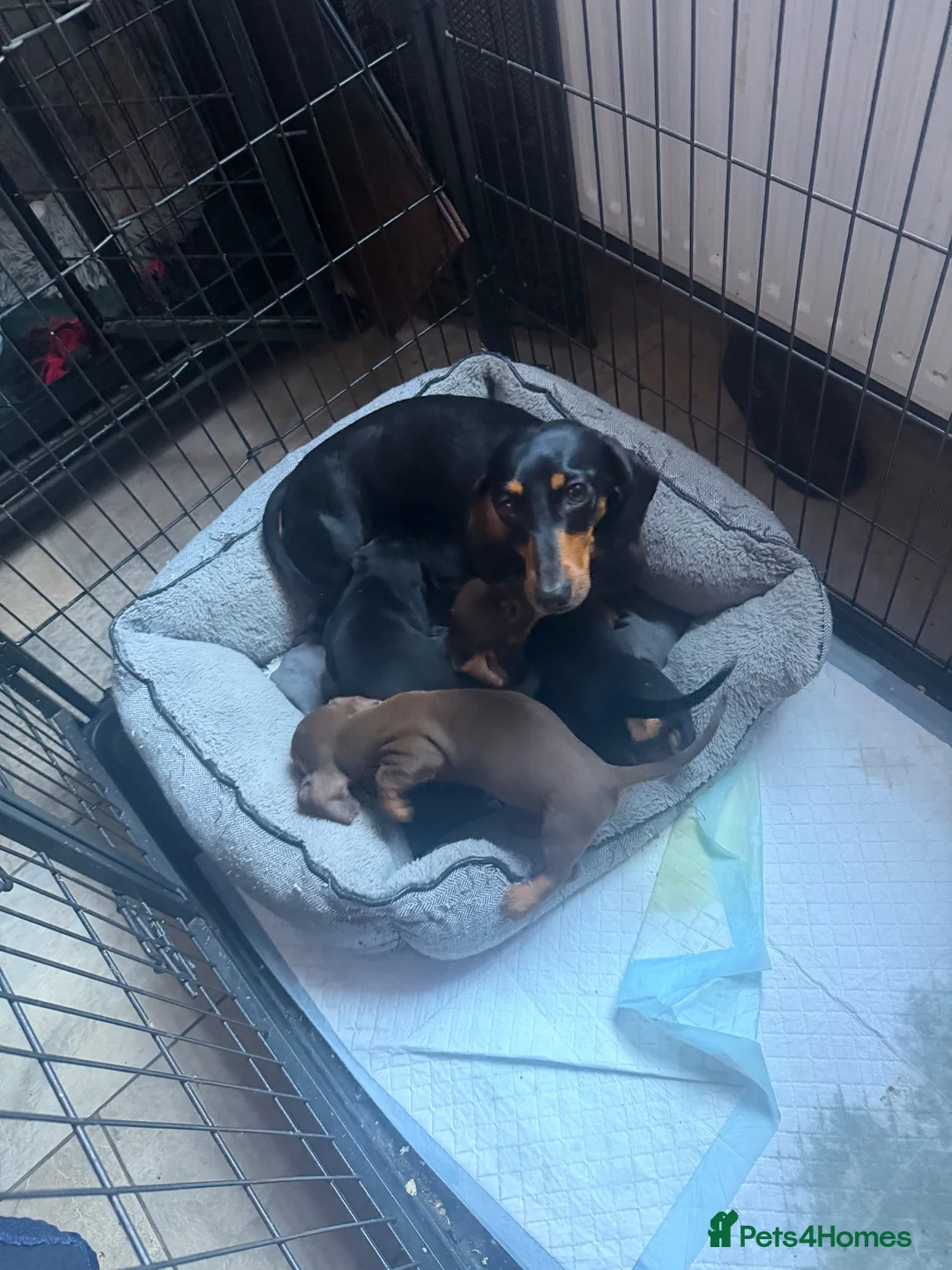 Miniature Dachshund dogs for sale: Miniature dachshund puppies - Advert 1