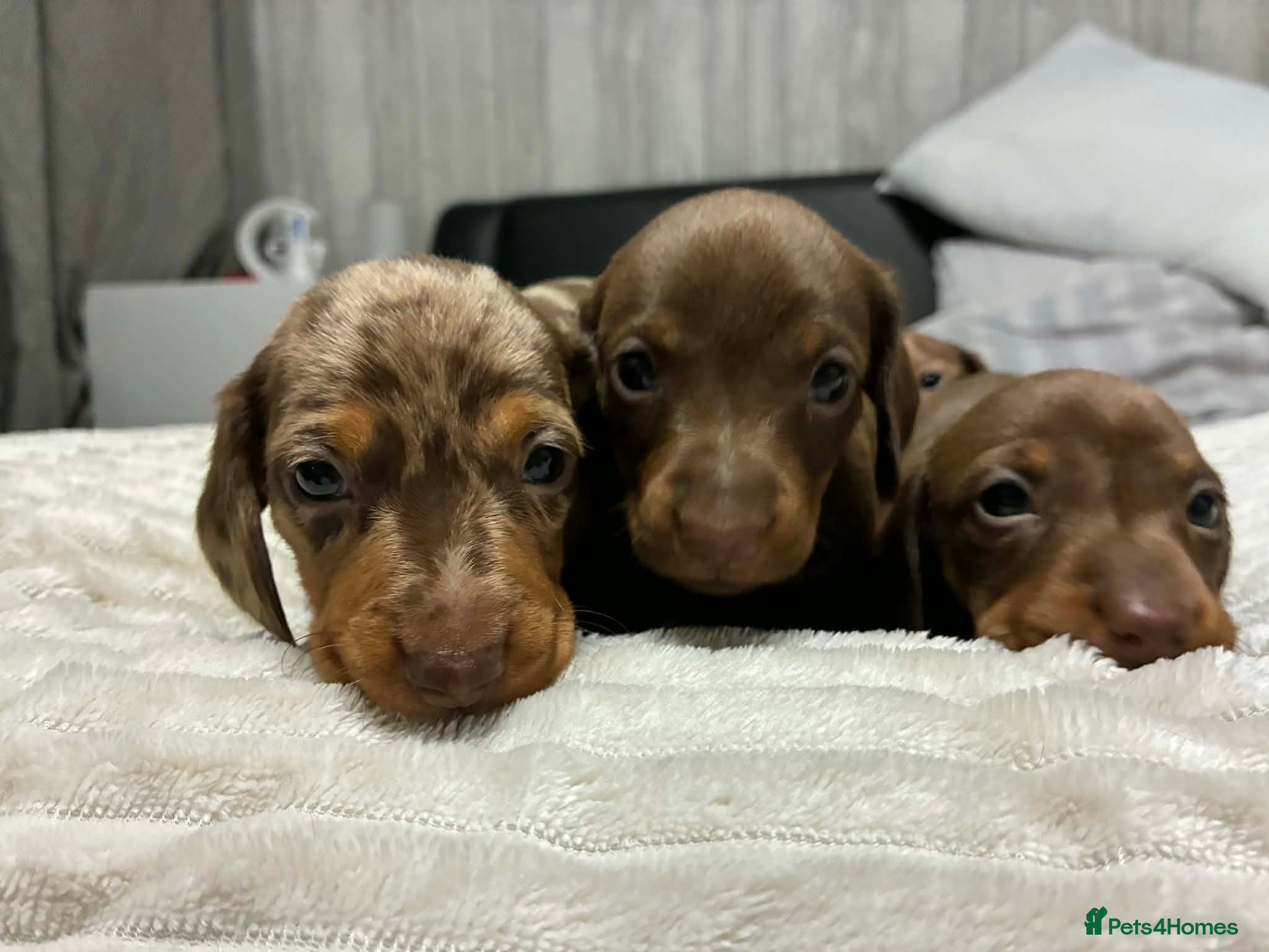 Miniature Dachshund dogs Miniature Dachshund Puppies Available 🐾 - Advert 3