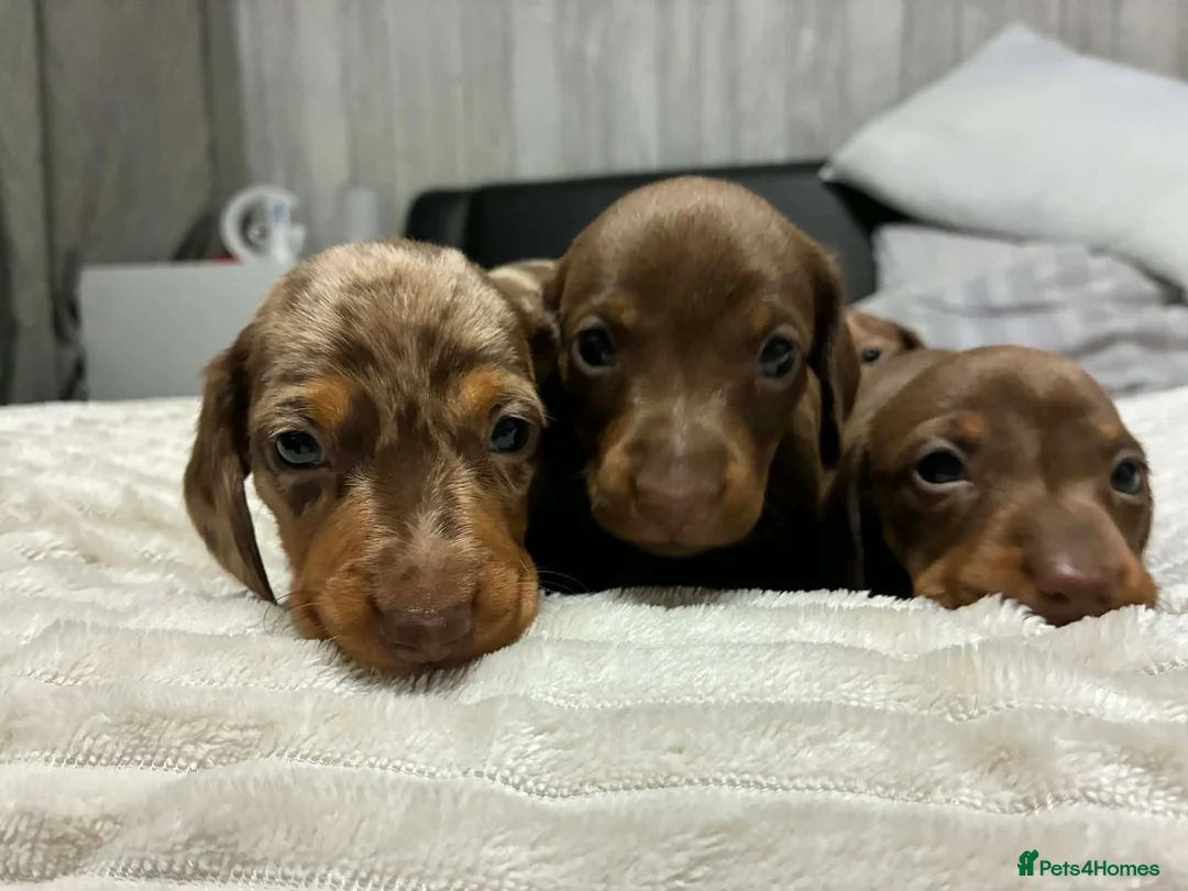 Miniature Dachshund dogs for sale: Miniature Dachshund Puppies Available 🐾 - Advert 1