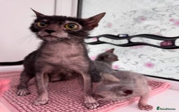 Lykoi cats for sale: Adorable Lykoi Kittens  - Advert 8