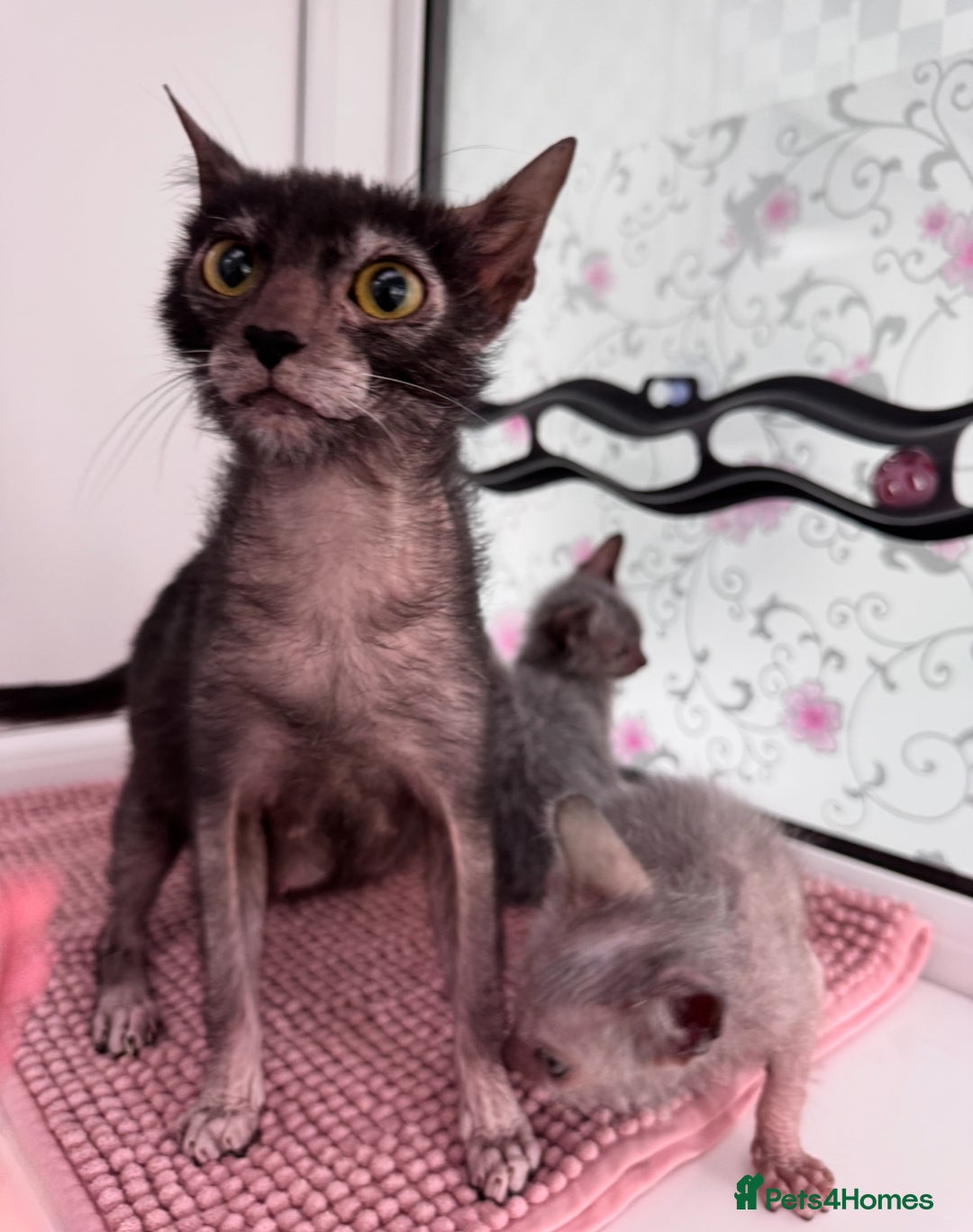 Lykoi cats for sale: Adorable Lykoi Kittens  - Advert 8
