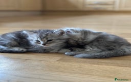 Mixed Breed cats for sale: Persian Chinchilla Cross kittens - Image 3