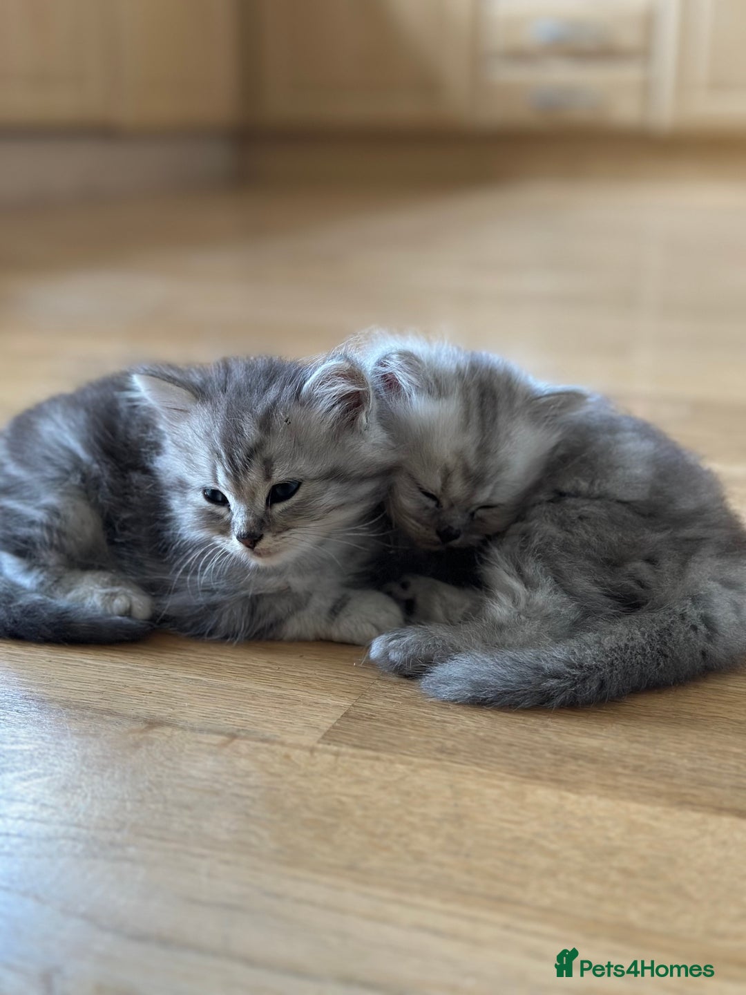 Mixed Breed cats for sale: Persian Chinchilla Cross kittens - Image 3