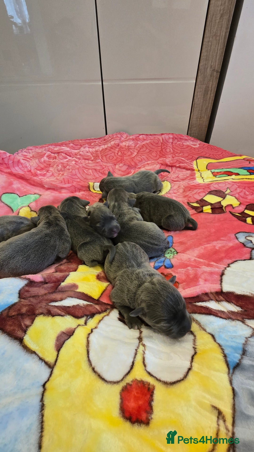 Staffordshire Bull Terrier dogs for sale:  Blue Staffordshire puppies  - Image 3