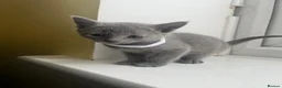 Russian Blue cats for sale: TICA REGISTERED Pure Breed Russian Blue Kittens - Advert 9