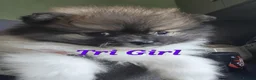 Pomeranian dogs for sale: Pedigree Parti Pomeranian puppies for sale - Advert 3